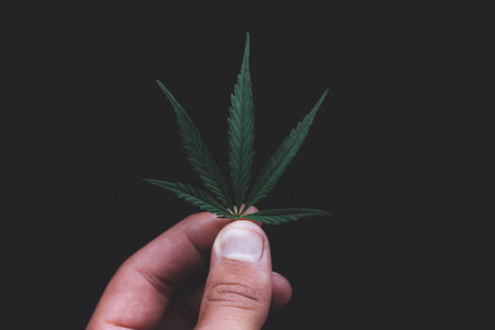 Green leaves technical hemp lie on black modern black background. Green background from leaves. Cannabis close-up. Green leaves of hemp, marijuana leaves. Copy space for your text. Hand holding leafの写真素材