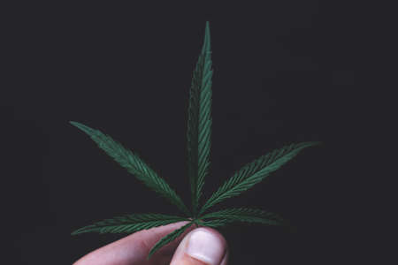 Green leaves technical hemp lie on black modern black background. Green background from leaves. Cannabis close-up. Green leaves of hemp, marijuana leaves. Copy space for your text. Hand holding leafの写真素材
