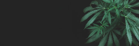 open cannabis bush black background with place for inscription, Banner photo. Illegal cultivation cannabis at home, cannabis bushes. Alternative medicine represented by medicalの写真素材