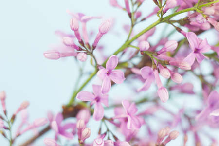 close-up of small fresh flowers of lilac of purple color, natural spring background on a pastel blue background.の写真素材