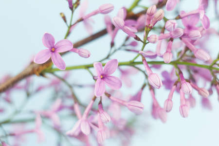 close-up of small fresh flowers of lilac of purple color, natural spring background on a pastel blue background.の写真素材