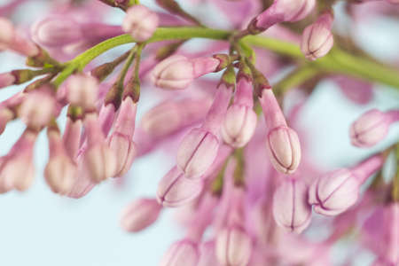 close-up of small fresh flowers of lilac of purple color, natural spring background on a pastel blue background.の写真素材