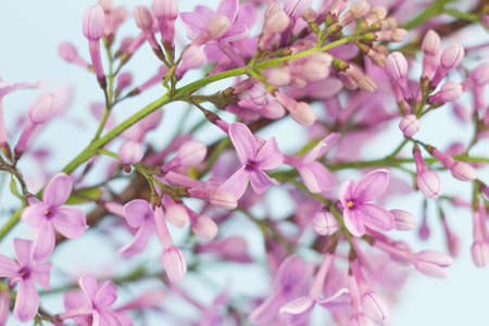 close-up of small fresh flowers of lilac of purple color, natural spring background on a pastel blue background.の写真素材