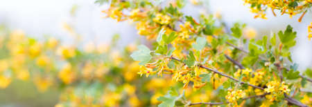 White flowers on trees with copy space. Branches of a blossoming tree, pure natural spring backgroundの写真素材