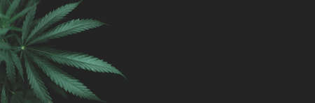 open cannabis bush black background with place for inscription, Banner photo. Illegal cultivation cannabis at home, cannabis bushes. Alternative medicine represented by medical .soft selective focusの写真素材