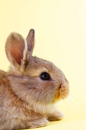 brown little fluffy rabbit on a yellow pastel background. Easter Bunny for Easter. Festive bunny for spring break. Close-upの写真素材