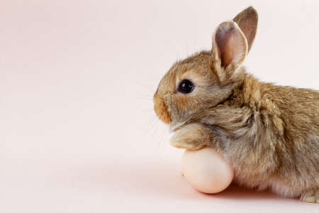 brown fluffy rabbit on a pink pastel background with a place under the inscription for your text. Easter Bunny for Easter. Festive Spring Break Bunny with Chicken Eggの写真素材