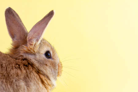 brown little fluffy rabbit on a yellow pastel background. Easter Bunny for Easter. Festive bunny for spring break. Close-upの写真素材