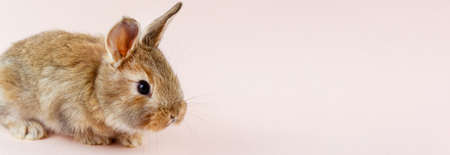 Young beautiful easter bunny on pastel pink background, photo banner with copy space. Concept for spring holidays.の写真素材