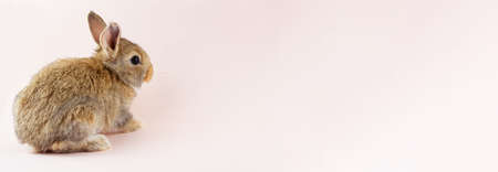 Young beautiful easter bunny on pastel pink background, photo banner with copy space. Concept for spring holidays. Close-up of a domestic hare with big ears and white whiskersの写真素材