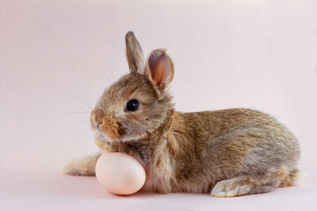 brown fluffy rabbit on a pink pastel background with a place under the inscription for your text. Easter Bunny for Easter. Festive Spring Break Bunny with Chicken Eggの写真素材