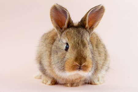 Easter cute brown fluffy rabbit close-up on a pastel pink background. Concept for spring holiday of Easter. Domestic hare with mustache . Easter holiday concept. Festive rabbit for spring holidaysの写真素材