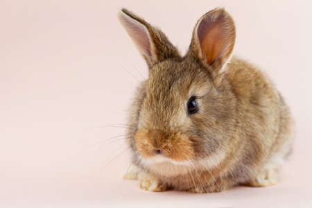 Easter cute brown fluffy rabbit close-up on a pastel pink background. Concept for spring holiday of Easter. Domestic hare with mustache . Easter holiday concept. Festive rabbit for spring holidaysの写真素材