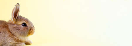 small brown fluffy easter bunny with big ears and white whiskers on pastel yellow background with copy space, photo banner. Concept for spring holidaysの写真素材