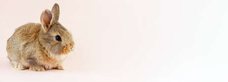Young beautiful easter bunny on pastel pink background, photo banner with copy space. Concept for...