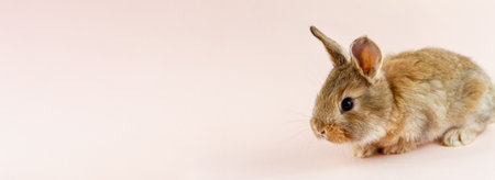 young beautiful easter bunny on pastel pink background, photo banner with copy space. Concept for spring holidays.の写真素材