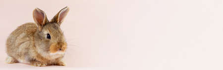 Young beautiful easter bunny on pastel pink background, photo banner with copy space. Concept for spring holidays. Close-up of a domestic hare with big ears and white whiskersの写真素材