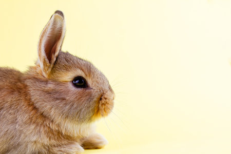 brown little fluffy rabbit on a yellow pastel background. Easter Bunny for Easter. Festive bunny for spring break. Close-upの写真素材