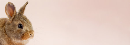 Young beautiful easter bunny on pastel pink background, photo banner with copy space. Concept for...