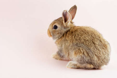 Easter cute brown fluffy rabbit close-up on a pastel pink background. Concept for the spring holiday of Easter. Domestic hare with mustache Easter holiday concept.の写真素材
