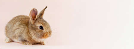 Young beautiful easter bunny on pastel pink background, photo banner with copy space. Concept for spring holidays. Close-up of a domestic hare with big ears and white whiskersの写真素材