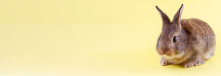 small brown fluffy easter bunny with big ears and white whiskers on pastel yellow background with copy space, photo banner. Concept for spring holidaysの写真素材