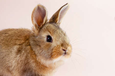 Easter cute brown fluffy rabbit close-up on a pastel pink background. Concept for spring holiday of Easter. Domestic hare with mustache . Easter holiday concept. Festive rabbit for spring holidays