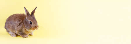 small brown fluffy easter bunny with big ears and white whiskers on pastel yellow background with copy space, photo banner. Concept for spring holidaysの写真素材