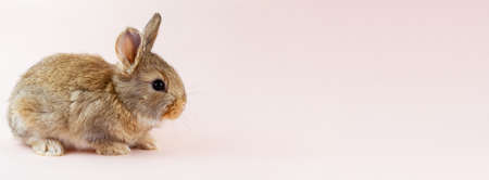 Young beautiful easter bunny on pastel pink background, photo banner with copy space. Concept for spring holidays.の写真素材