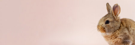 Young beautiful easter bunny on pastel pink background, photo banner with copy space. Concept for spring holidays. Close-up of a domestic hare with big ears and white whiskersの写真素材