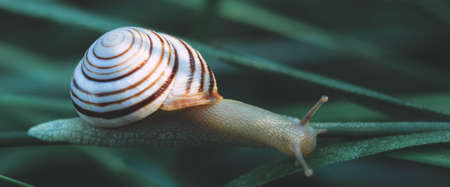 A large snail crawls on the grass with dew drops in a summer forest. Close-up of a garden snail in a...