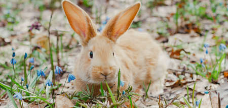 A small fluffy red rabbit on a spring blooming forest fire close-up, a concept for the spring holidays of Easter. Easter Bunny, Photo bannerの写真素材