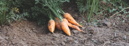 a bunch of carrots lies on the bed. Seasonal vegetable harvest. Autumn harvest of vegetables. Harvest of carrots. photo bannerの写真素材