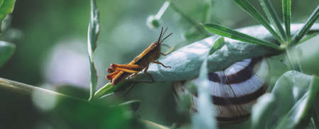 Green grasshopper in the grass on a sunny day. macro close-up. Brown and green summer banner.の写真素材