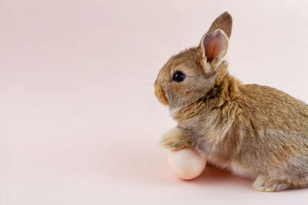 brown fluffy rabbit on a pink pastel background with a place under the inscription for your text. Easter Bunny for Easter. Festive Spring Break Bunny with Chicken Eggの写真素材