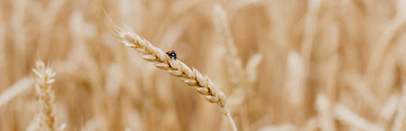 Wheat field. Ears of golden wheat close-up. Beautiful nature sunset landscape. Rural landscapes under shining sunlight. Background of ripening ears of a wheat field. Rich harvest concept. Photo bannerの写真素材