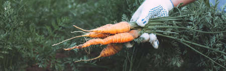 The farmer is holding a bunch of carrots in his hands. Hands in protective gloves. Seasonal vegetable harvest. Autumn harvest of vegetables. Harvest of carrots. photo bannerの写真素材