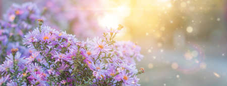 Beautiful wild flowers, purple wild peas, nature close-up macro. Landscape wide format, copy space, warm yellow tones. photo bannerの写真素材
