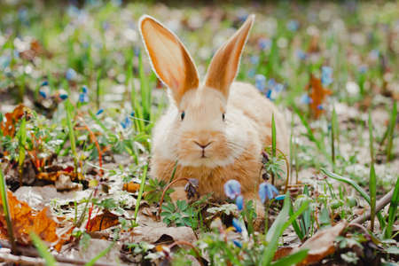 A small white fluffy red rabbit with big ears in a forest flowering spring meadow. Close-up, concept for the spring holiday of Easterの写真素材