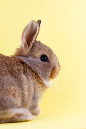brown little fluffy rabbit on a yellow pastel background. Easter Bunny for Easter. Festive bunny for spring break. Close-upの写真素材
