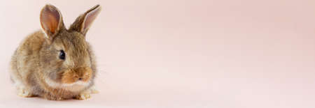 Young beautiful easter bunny on pastel pink background, photo banner with copy space. Concept for spring holidays. Close-up of a domestic hare with big ears and white whiskers. Holy easter symbolの写真素材
