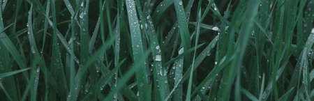 juicy lush green grass in meadow with drops water dew in morning light in spring summer outdoors...