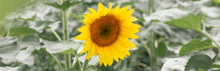Cute beautiful yellow sunflower heads against blue sky outdoors. Flower heads grow on stems with leaves. Natural ecological rustic countryside background. web banner header. photo bannerの写真素材