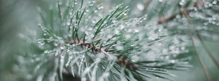 Christmas background. Christmas tree with snow, photo banner, festive holiday background. Widescreen frame background. New Years winter art design, nativity scene, widescreen holiday borderの写真素材