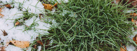 moody green grass growing through the snow on a field in winter with autumn leaves banner photo, low angle view, copy space, hello spring, goodbye winter conceptの写真素材