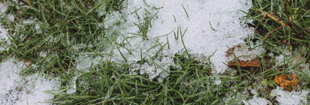 moody green grass growing through the snow on a field in winter with autumn leaves banner photo, low angle view, copy space, hello spring, goodbye winter conceptの写真素材