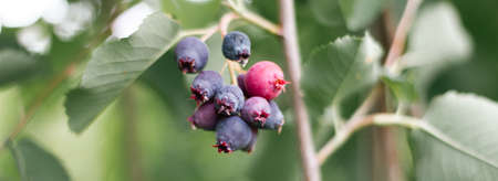 A rare nutritious irga berry ripening on a green branch in a summer garden. Saskatoon Berry, Amelanchier in daylight, close-up, selective focus. Photo banner. summer berriesの写真素材