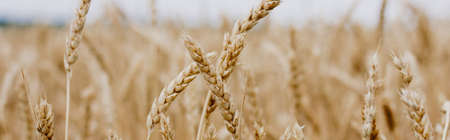 Wheat field. Ears of golden wheat close-up. Beautiful nature sunset landscape. Rural landscapes under shining sunlight. Background of ripening ears of a wheat field. Rich harvest concept. Photo bannerの写真素材