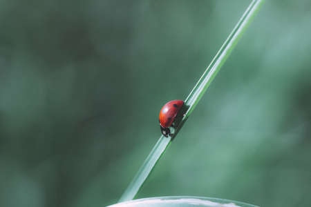 Red ladybug sitting on green leaf in dark style. Natural nature background. close-upの写真素材
