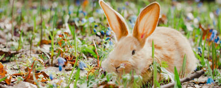 A small fluffy red rabbit on a spring blooming forest fire close-up, a concept for the spring holidays of Easter. Easter Bunny, Photo bannerの写真素材